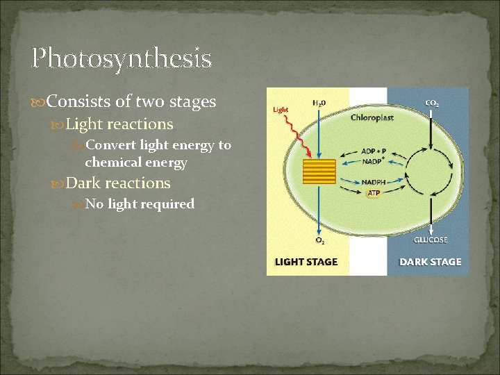 Photosynthesis Consists of two stages Light reactions Convert light energy to chemical energy Dark
