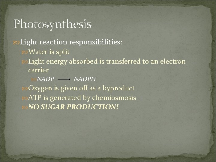 Photosynthesis Light reaction responsibilities: Water is split Light energy absorbed is transferred to an