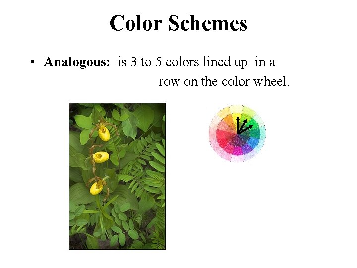 Color Schemes • Analogous: is 3 to 5 colors lined up in a row