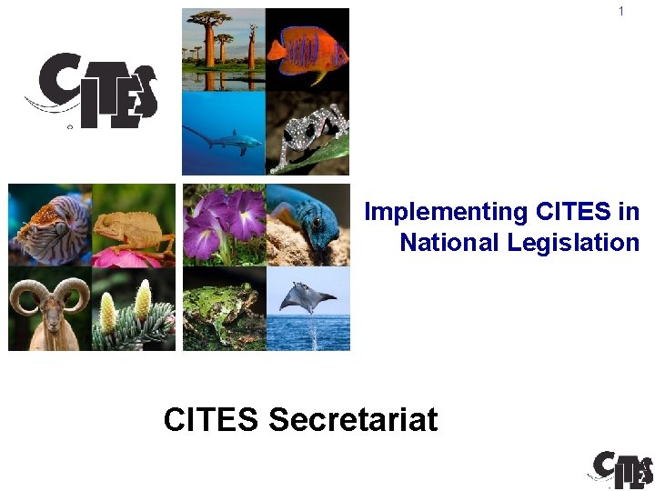 1 Implementing CITES in National Legislation CITES Secretariat 