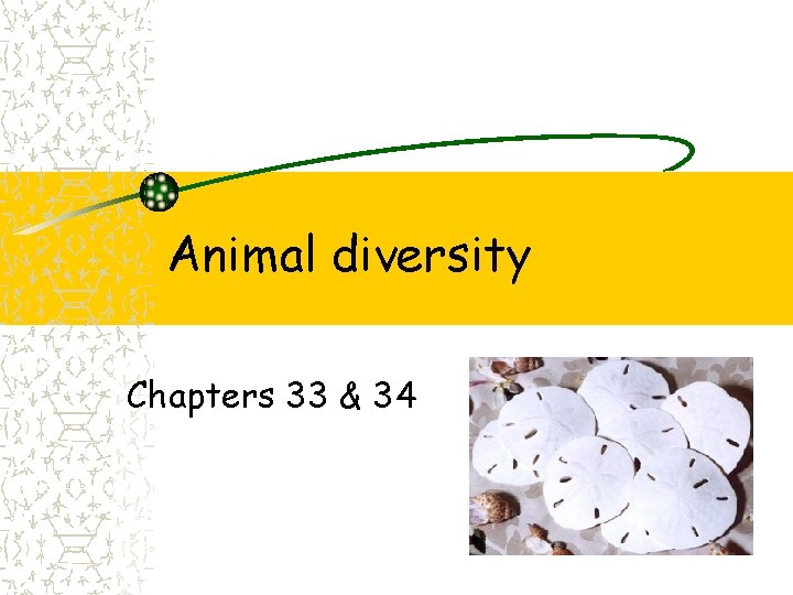 Animal diversity Chapters 33 & 34 