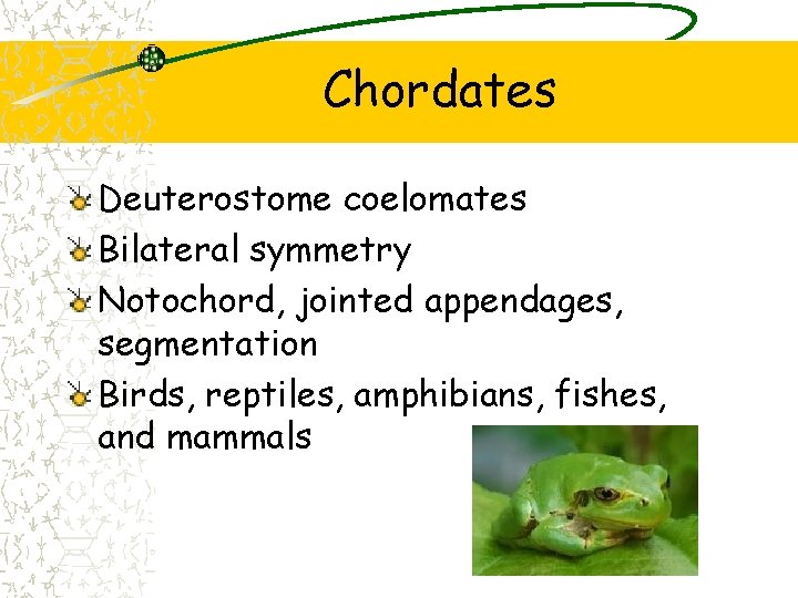 Chordates Deuterostome coelomates Bilateral symmetry Notochord, jointed appendages, segmentation Birds, reptiles, amphibians, fishes, and