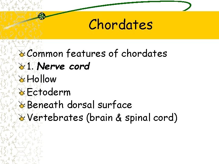 Chordates Common features of chordates 1. Nerve cord Hollow Ectoderm Beneath dorsal surface Vertebrates