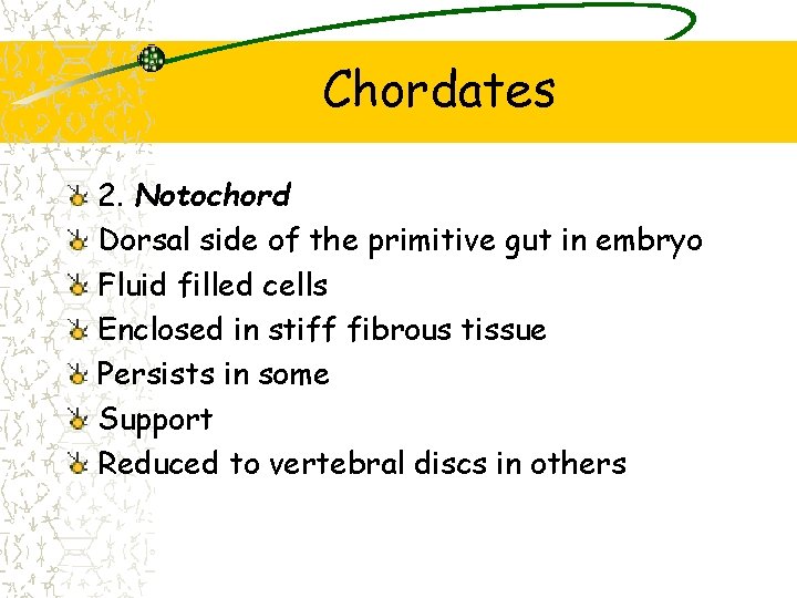 Chordates 2. Notochord Dorsal side of the primitive gut in embryo Fluid filled cells