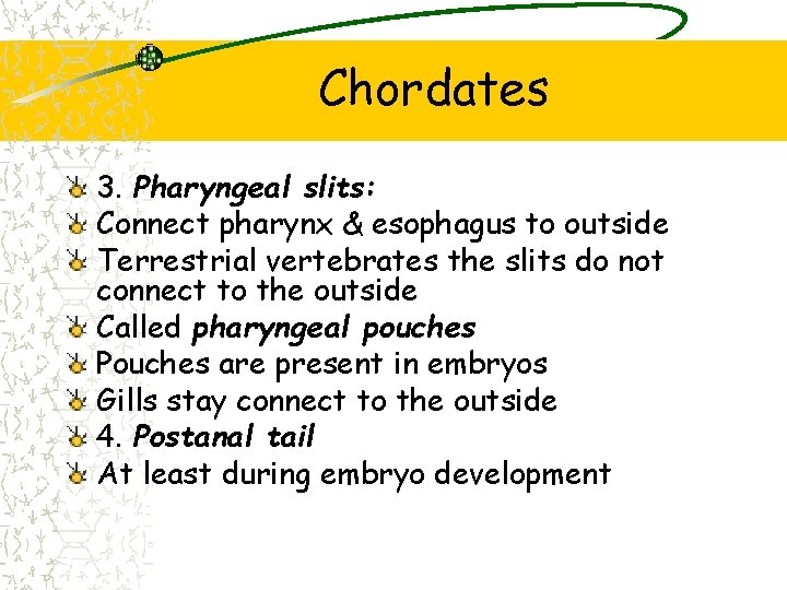 Chordates 3. Pharyngeal slits: Connect pharynx & esophagus to outside Terrestrial vertebrates the slits