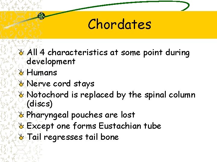 Chordates All 4 characteristics at some point during development Humans Nerve cord stays Notochord