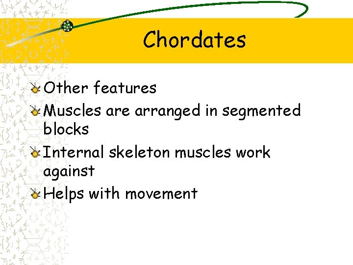 Chordates Other features Muscles are arranged in segmented blocks Internal skeleton muscles work against