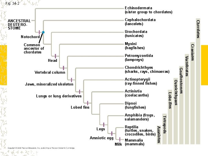 Fig. 34 -2 Echinodermata (sister group to chordates) Chordates Cephalochordata (lancelets) ANCESTRAL DEUTEROSTOME Urochordata