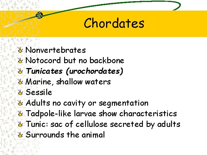 Chordates Nonvertebrates Notocord but no backbone Tunicates (urochordates) Marine, shallow waters Sessile Adults no