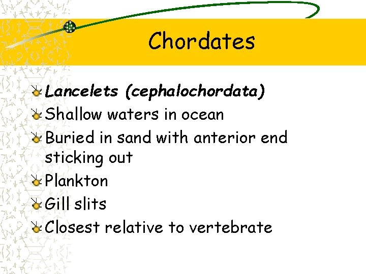 Chordates Lancelets (cephalochordata) Shallow waters in ocean Buried in sand with anterior end sticking