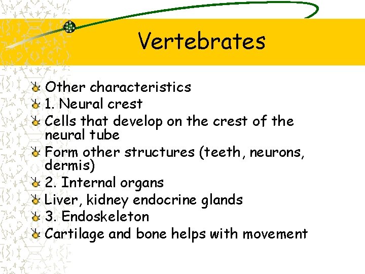 Vertebrates Other characteristics 1. Neural crest Cells that develop on the crest of the