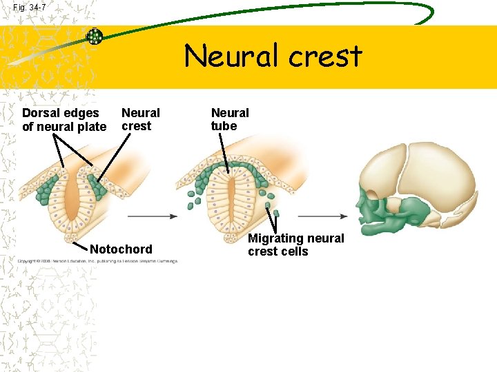 Fig. 34 -7 Neural crest Dorsal edges of neural plate Neural crest Notochord Neural