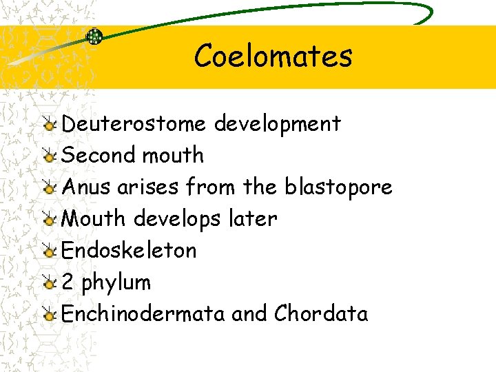 Coelomates Deuterostome development Second mouth Anus arises from the blastopore Mouth develops later Endoskeleton