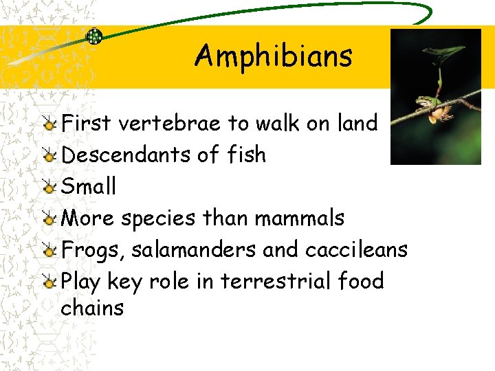 Amphibians First vertebrae to walk on land Descendants of fish Small More species than