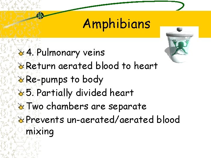 Amphibians 4. Pulmonary veins Return aerated blood to heart Re-pumps to body 5. Partially