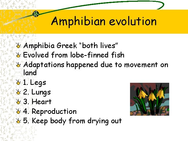 Amphibian evolution Amphibia Greek “both lives” Evolved from lobe-finned fish Adaptations happened due to