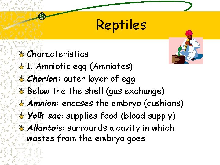 Reptiles Characteristics 1. Amniotic egg (Amniotes) Chorion: outer layer of egg Below the shell