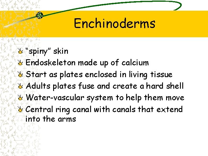 Enchinoderms “spiny” skin Endoskeleton made up of calcium Start as plates enclosed in living