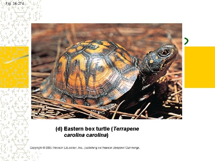 Fig. 34 -27 d (d) Eastern box turtle (Terrapene carolina) 