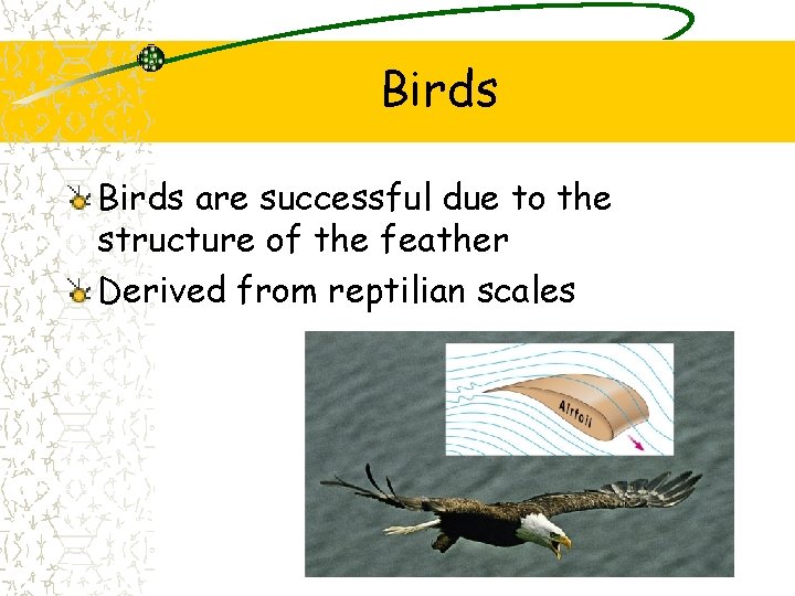 Birds are successful due to the structure of the feather Derived from reptilian scales