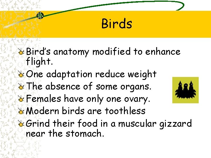 Birds Bird’s anatomy modified to enhance flight. One adaptation reduce weight The absence of