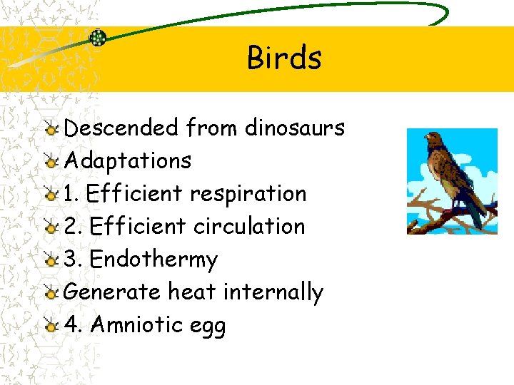 Birds Descended from dinosaurs Adaptations 1. Efficient respiration 2. Efficient circulation 3. Endothermy Generate