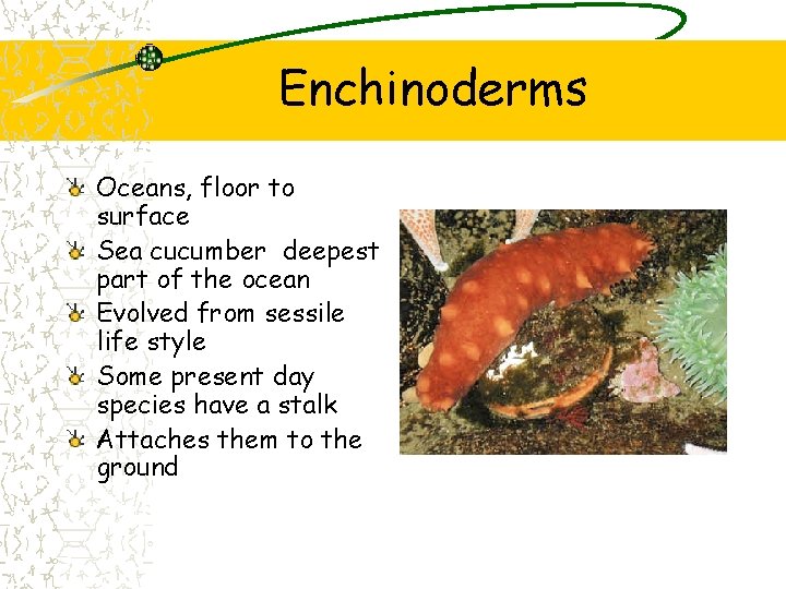 Enchinoderms Oceans, floor to surface Sea cucumber deepest part of the ocean Evolved from