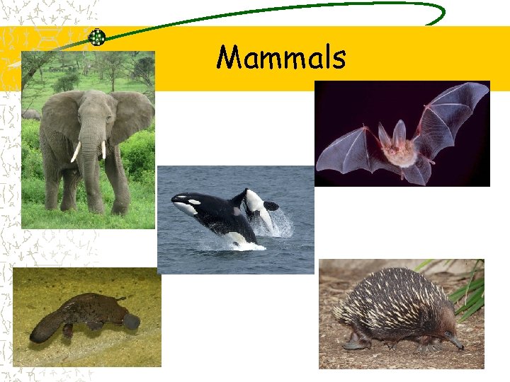 Mammals Mammals