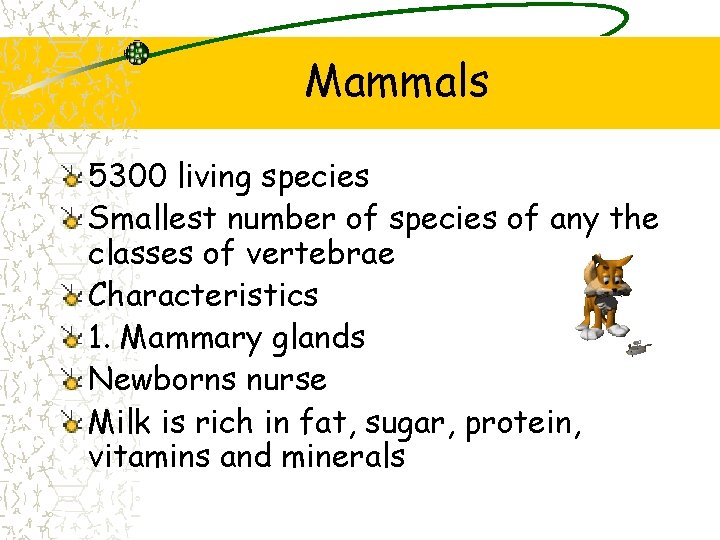 Mammals 5300 living species Smallest number of species of any the classes of vertebrae