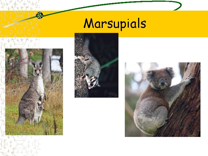 Marsupials 