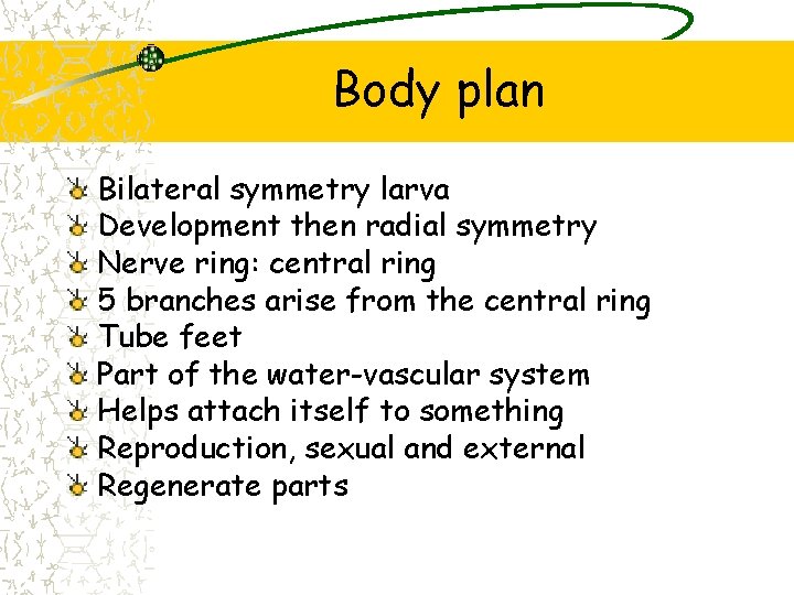 Body plan Bilateral symmetry larva Development then radial symmetry Nerve ring: central ring 5