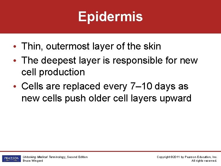 Epidermis • Thin, outermost layer of the skin • The deepest layer is responsible