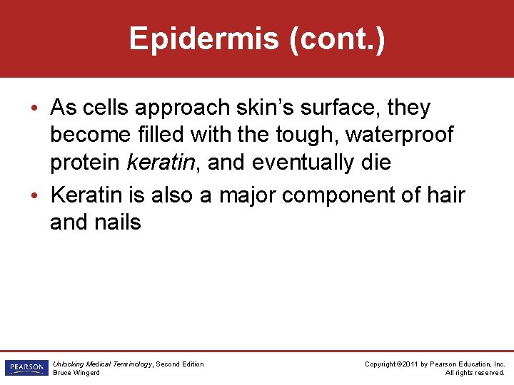 Epidermis (cont. ) • As cells approach skin’s surface, they become filled with the