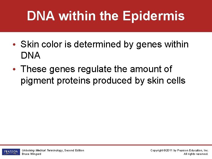 DNA within the Epidermis • Skin color is determined by genes within DNA •