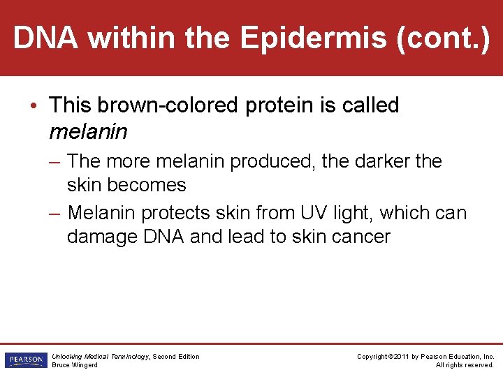 DNA within the Epidermis (cont. ) • This brown-colored protein is called melanin –