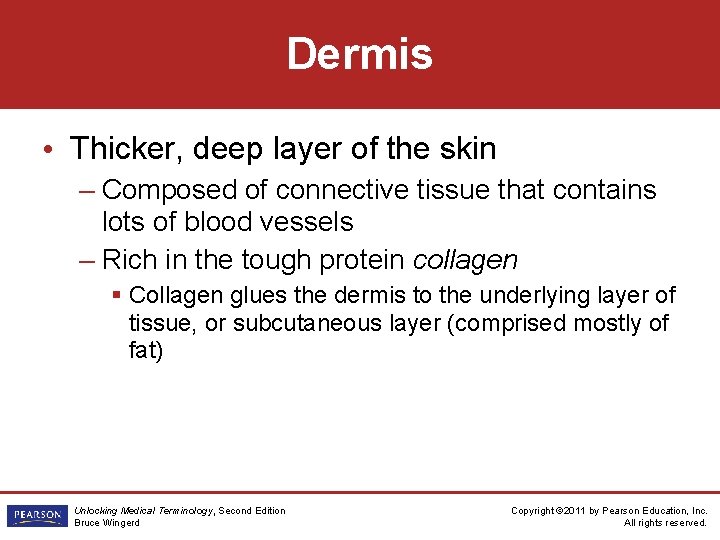 Dermis • Thicker, deep layer of the skin – Composed of connective tissue that