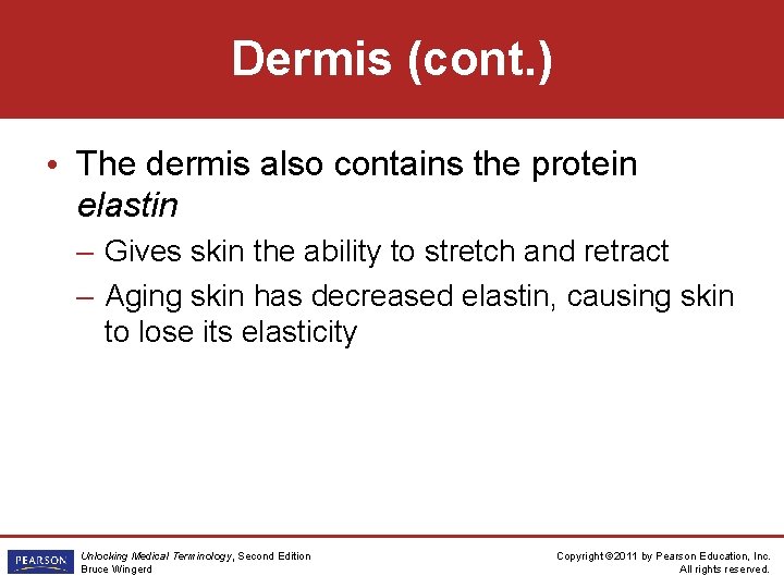 Dermis (cont. ) • The dermis also contains the protein elastin – Gives skin