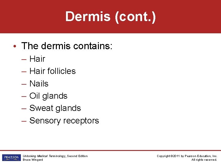 Dermis (cont. ) • The dermis contains: – – – Hair follicles Nails Oil