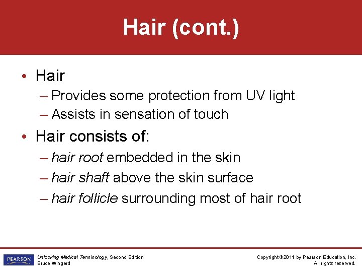 Hair (cont. ) • Hair – Provides some protection from UV light – Assists
