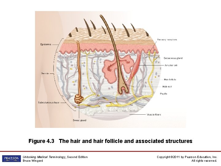 Figure 4. 3 The hair and hair follicle and associated structures Unlocking Medical Terminology,