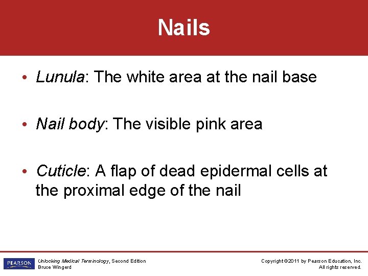 Nails • Lunula: The white area at the nail base • Nail body: The