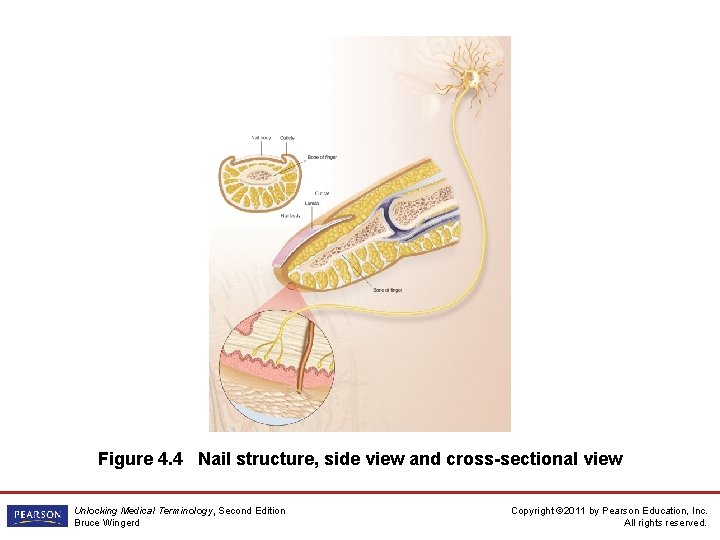 Figure 4. 4 Nail structure, side view and cross-sectional view Unlocking Medical Terminology, Second