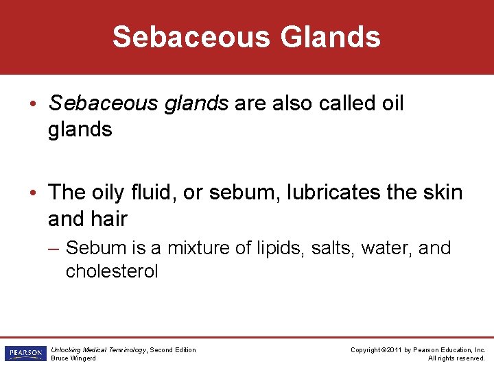 Sebaceous Glands • Sebaceous glands are also called oil glands • The oily fluid,
