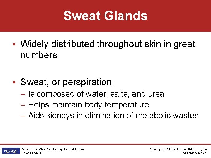 Sweat Glands • Widely distributed throughout skin in great numbers • Sweat, or perspiration: