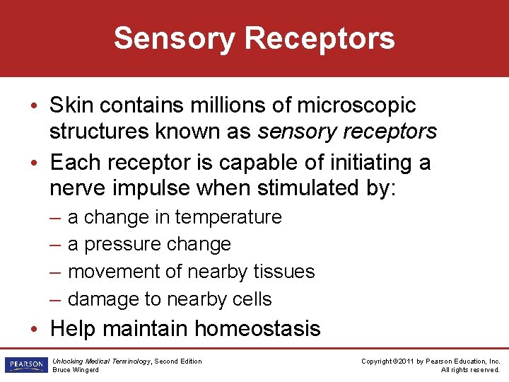 Sensory Receptors • Skin contains millions of microscopic structures known as sensory receptors •