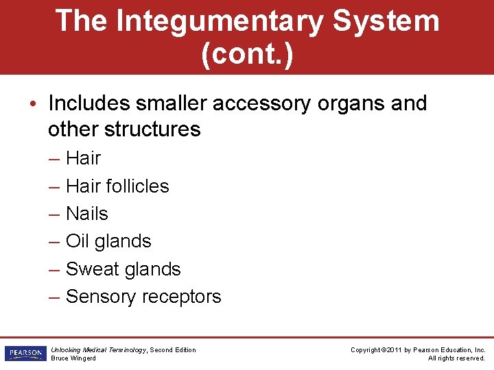 The Integumentary System (cont. ) • Includes smaller accessory organs and other structures –