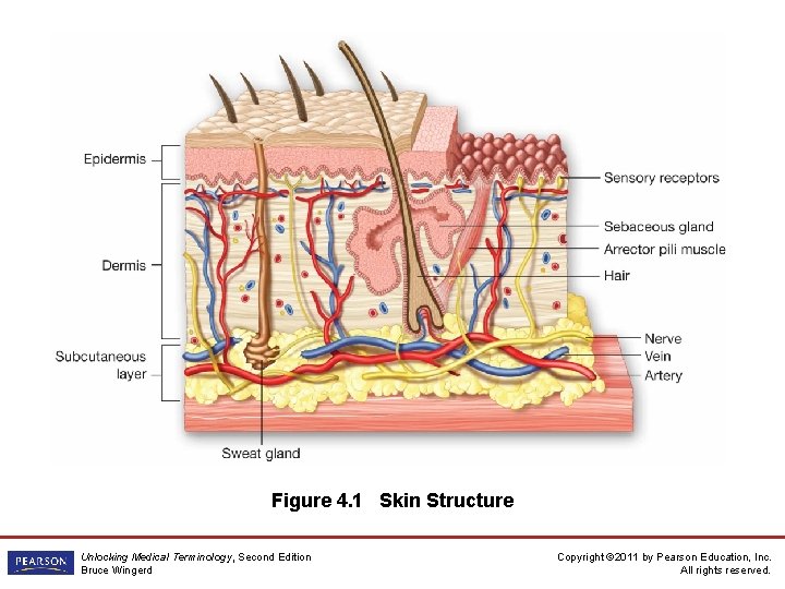 Figure 4. 1 Skin Structure Unlocking Medical Terminology, Second Edition Bruce Wingerd Copyright ©