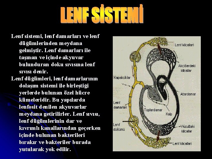 Lenf sistemi, lenf damarları ve lenf düğümlerinden meydana gelmiştir. Lenf damarları ile taşınan ve