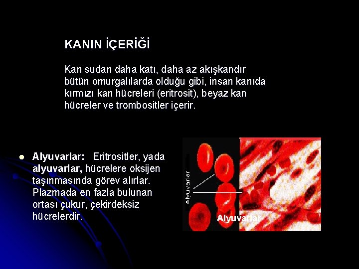 KANIN İÇERİĞİ Kan sudan daha katı, daha az akışkandır bütün omurgalılarda olduğu gibi, insan