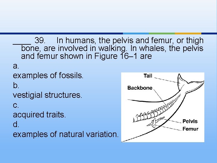 ____ 39. In humans, the pelvis and femur, or thigh bone, are involved in